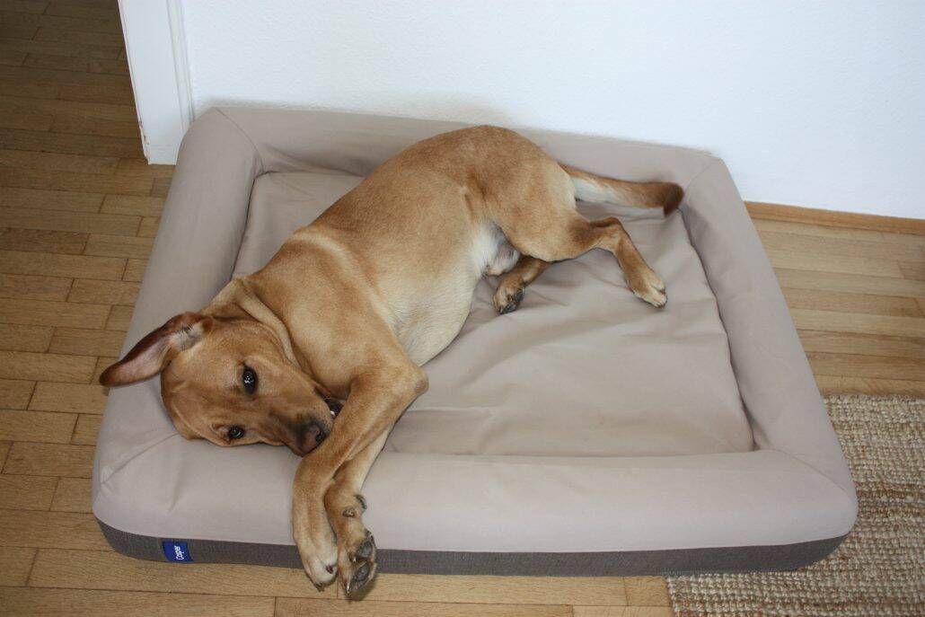 Casper Bett mit Hund